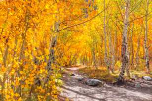 Aspen forest-5117.jpg